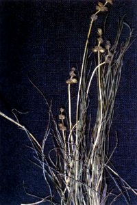 Stuckenia filiformis ssp filiformis NRCS-1