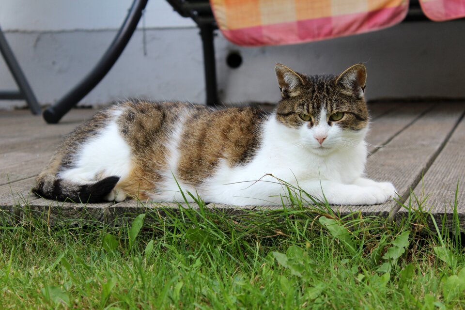 Cat summer Free photos