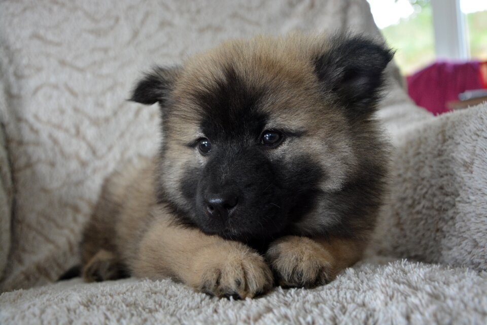 Dog nova domestic animal female