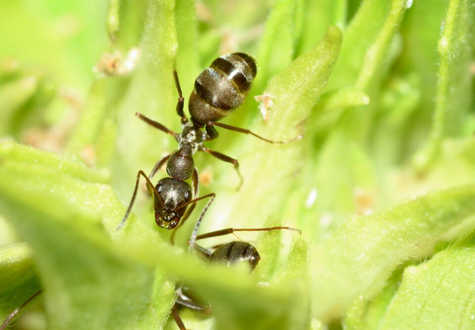 Ant hymenoptera macro
