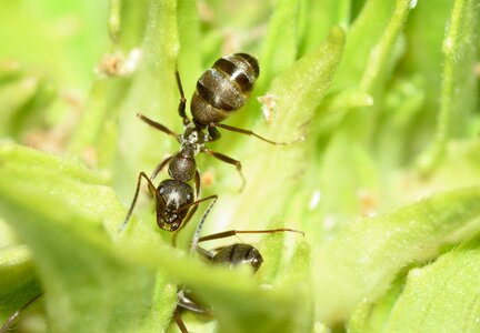 Ant hymenoptera macro