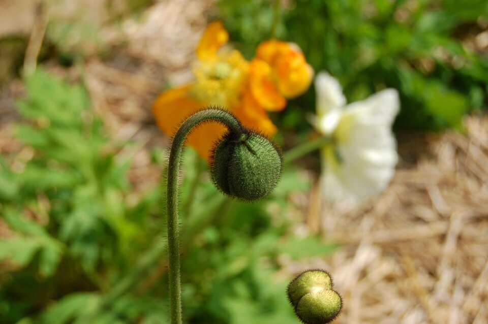 The flower bud of poppy bud poppy poppy closed