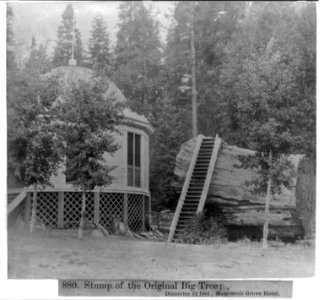 Stump of the original Big Tree - Diameter 32 ft. - Mammoth Grove Hotel LCCN2002721052