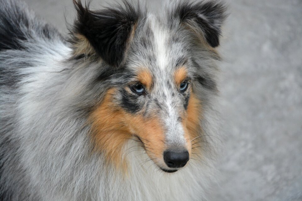 Eyes domestic animal shetland sheepdog