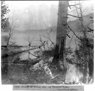 Study of Trees, etc. on Donner Lake, Central Pacific Railroad LCCN2002722036 photo