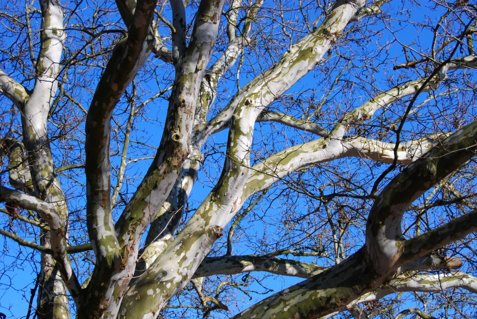 Winter sycamore crown forest