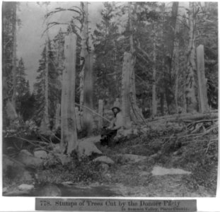 Stumps of trees cut by the Donner Party in Summit Valley, Placer County LCCN2002723866 photo