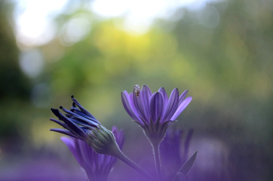 Plant nature close up