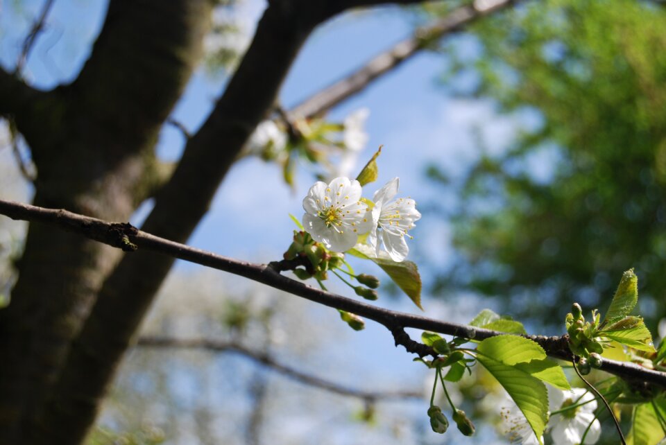 Plant flower cherry wood