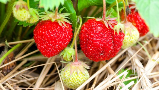 Healthy nature berry photo