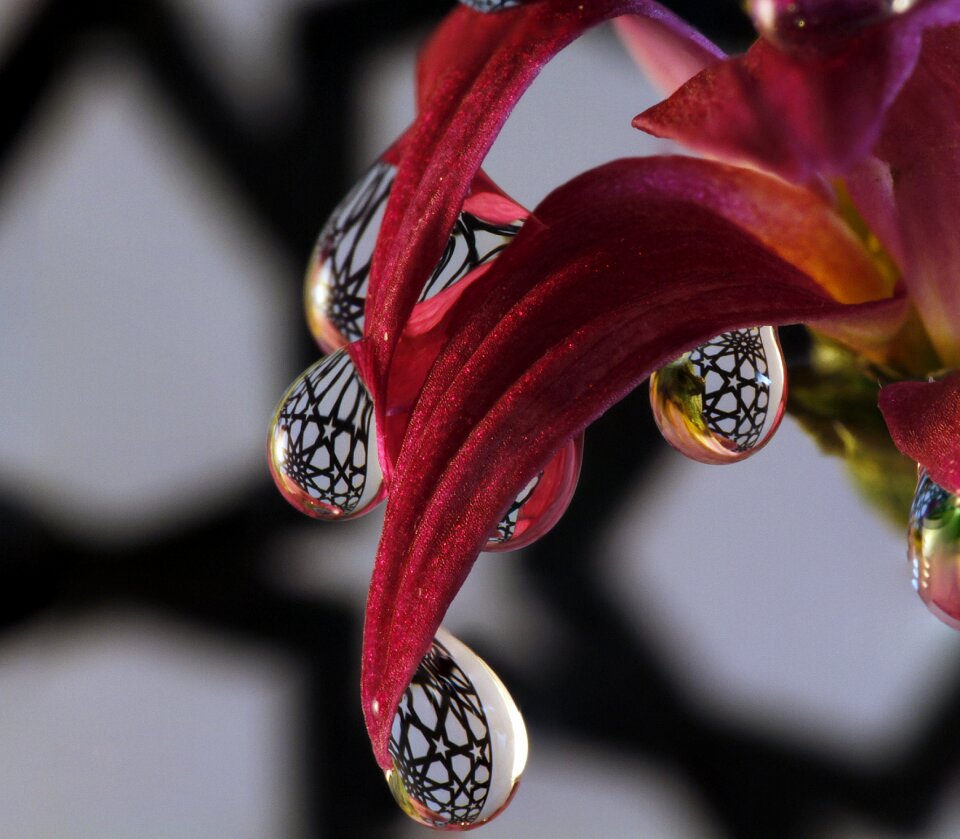 Leaves droplet water drop