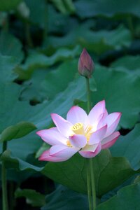 Flower leaf dutch