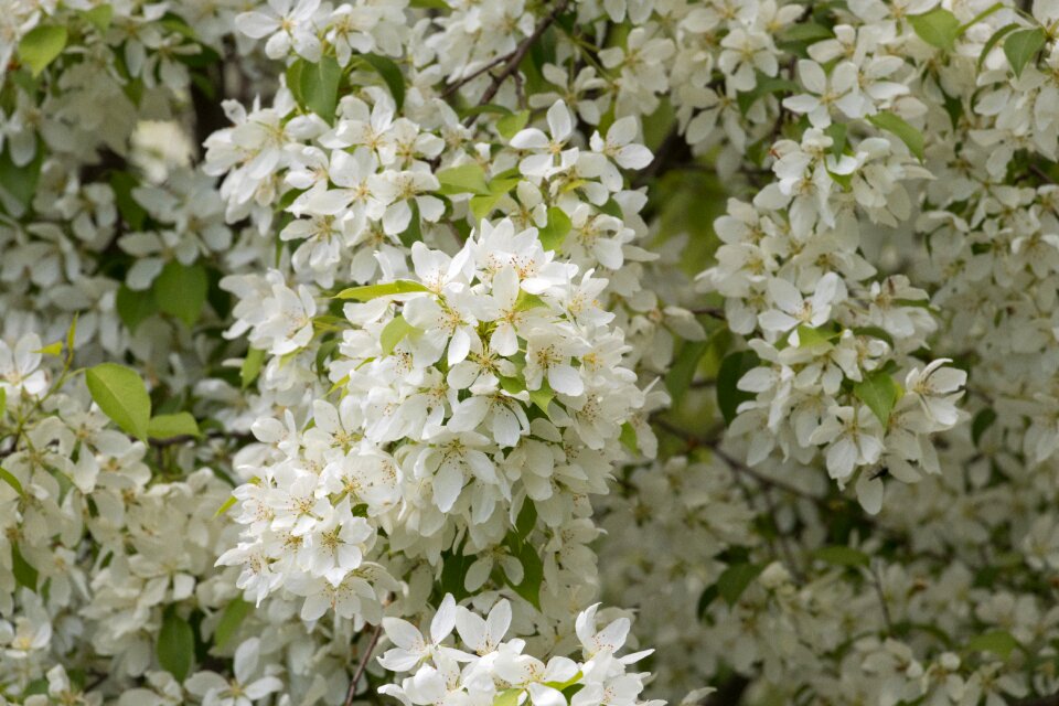 Sheet white flowers wild apple