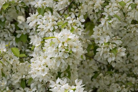 Sheet white flowers wild apple