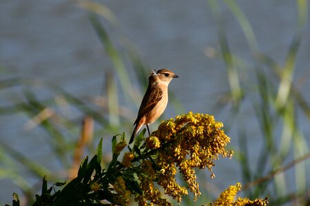 Flowering plant autumn bird