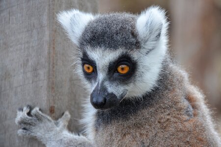 Madagascar ring-tailed primate photo