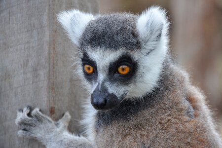Madagascar ring-tailed primate