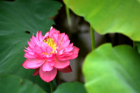 Flower lotus pond