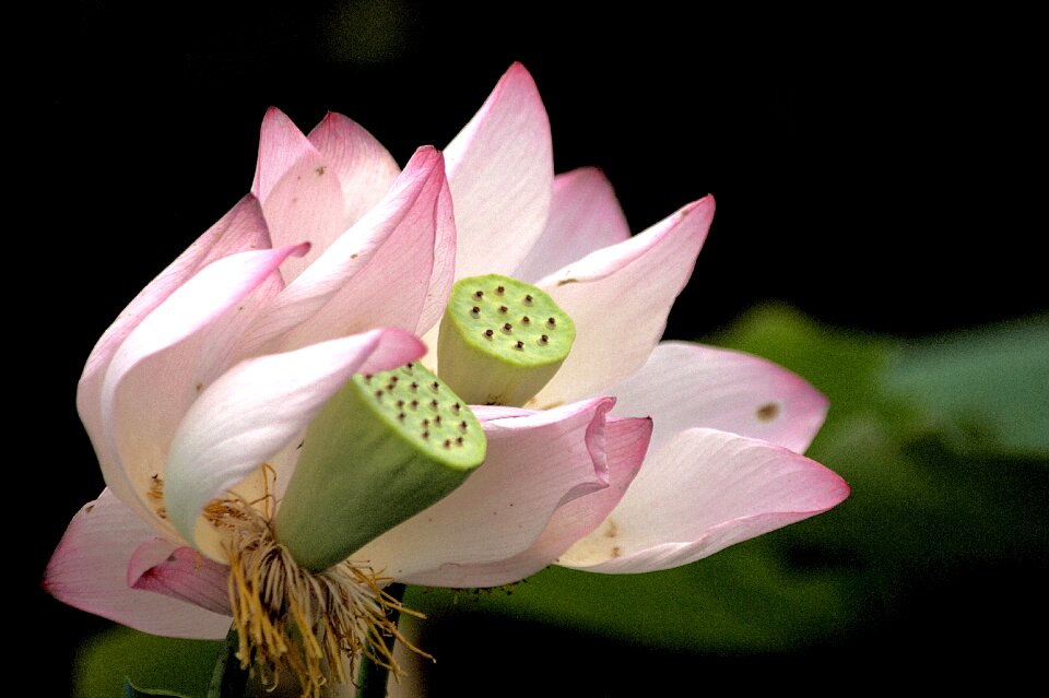 Beautiful garden pond