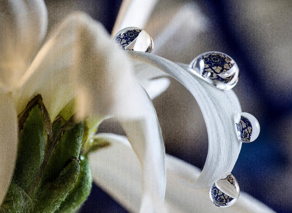Plant leaves water drop