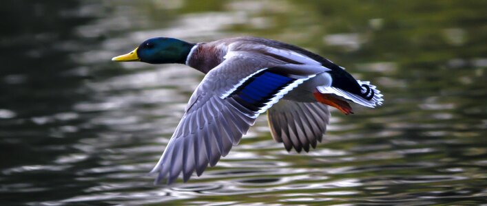 Duck water bird flying home photo