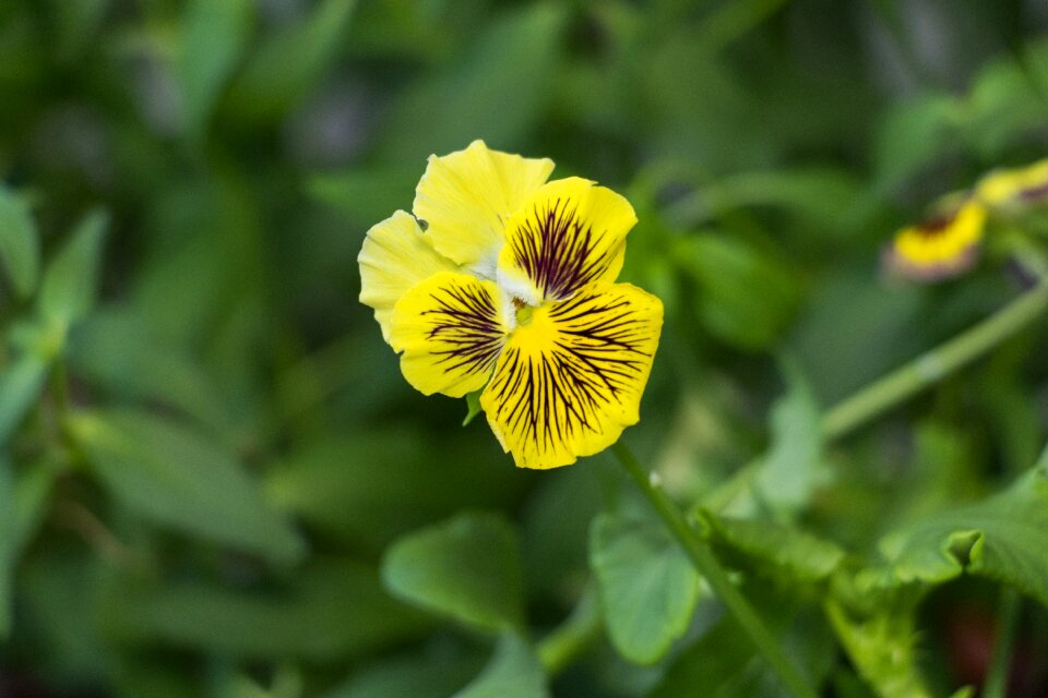Viola rococo closeup