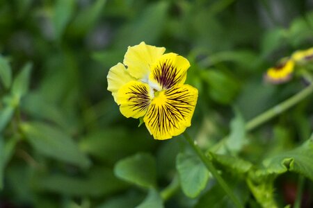 Viola rococo closeup