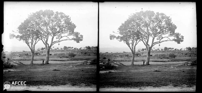 Un home entre dos pins en terres de la masia Sala de Linya photo