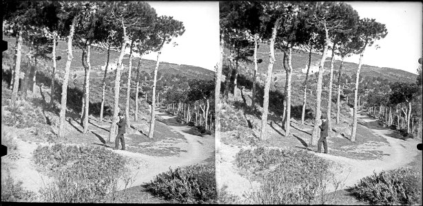Un home al camí dels pins de Can Borni