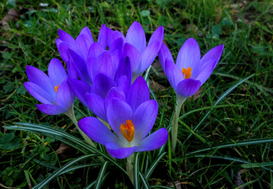 Plant garden spring