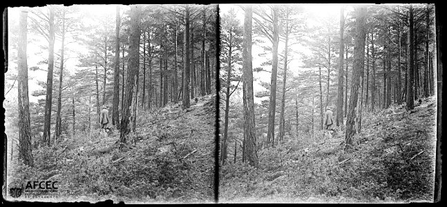 Un home al bosc de Ribes (AFCEC TORRAS B 11019)