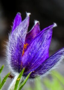 Blooming floral garden