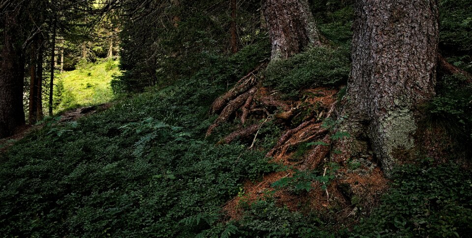 Nature tree the path