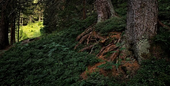 Nature tree the path photo