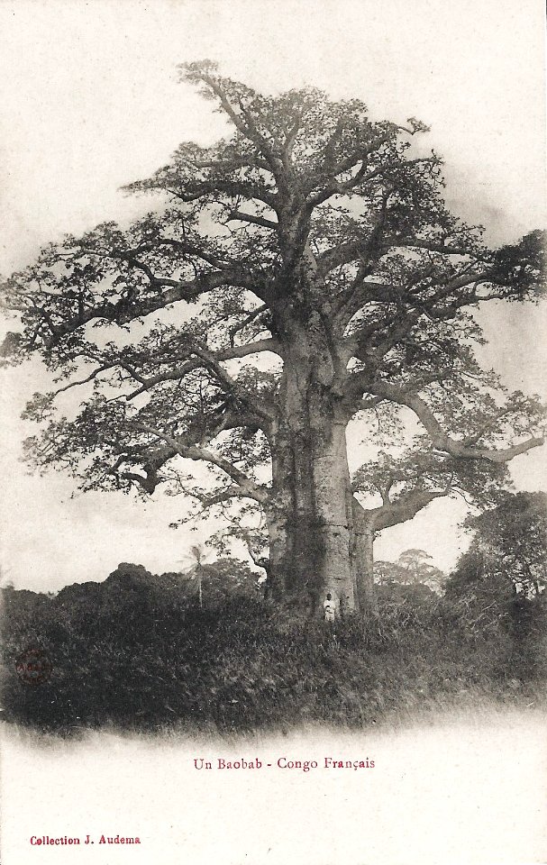 Un baobab-Congo Français