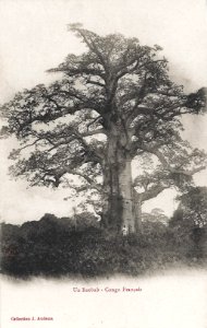 Un baobab-Congo Français