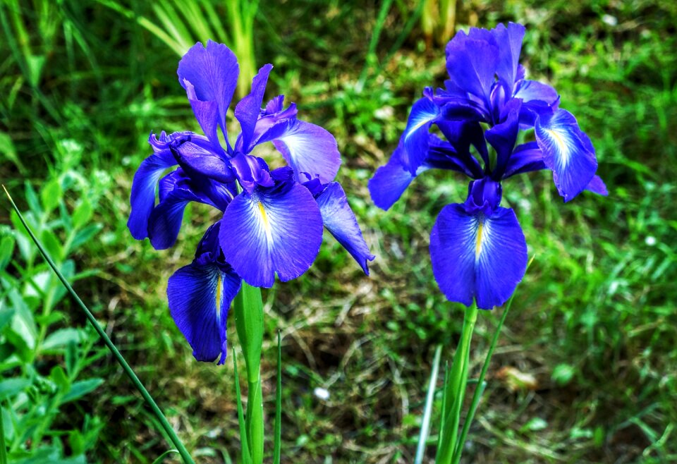 Blue nature flora