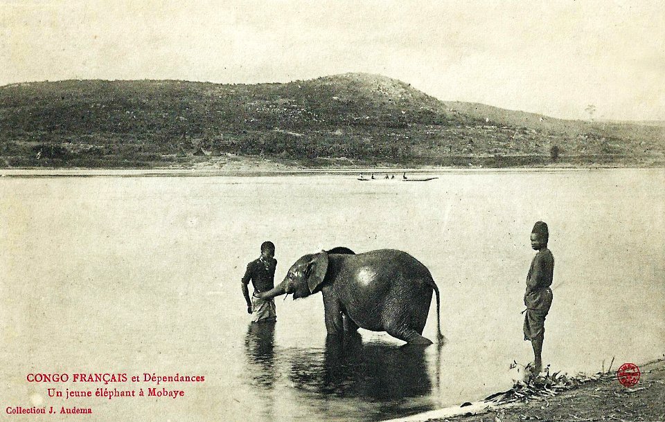Un jeune éléphant à Mobaye (Congo Français)