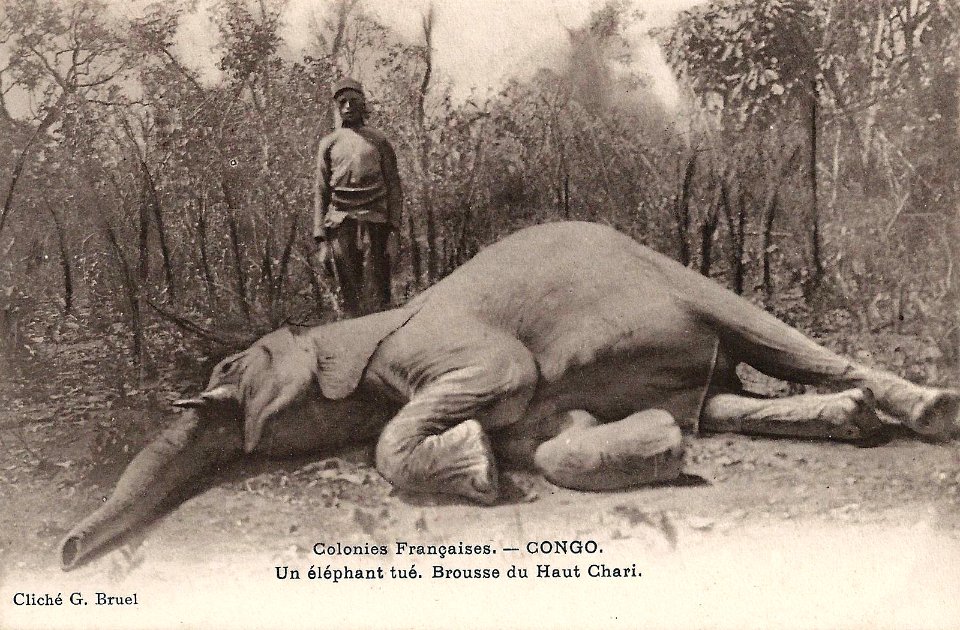 Un éléphant tué-Brousse du Haut Chari (Congo)