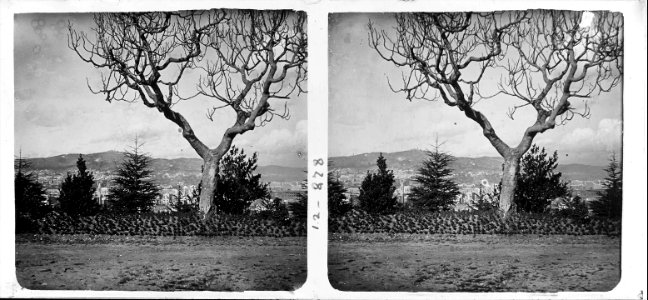 Una figuera al parc de Montjuïc