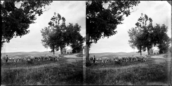 Un pastor i un ramat d'ovelles pasturant (AFCEC BORDAS D 4350)