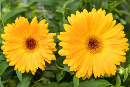Summer bright calendula