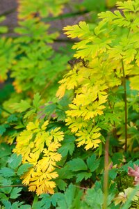 Green fall nature