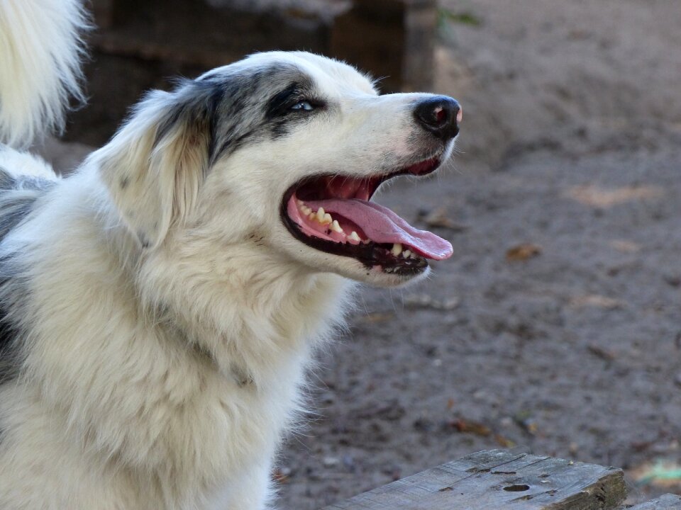 Blue merle blue eyes portrait