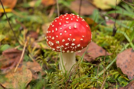 Mushrooms amanita red