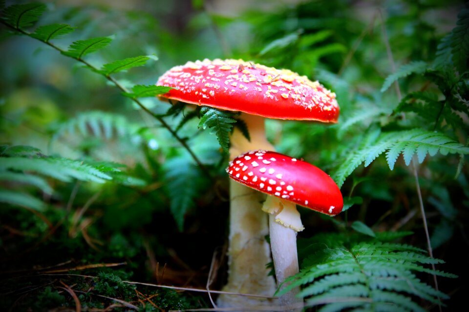 Fly agaric red forest nature