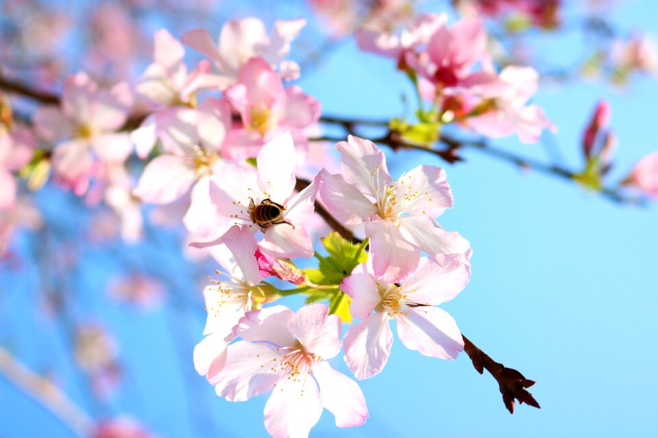 Cherry blossoms flower bee