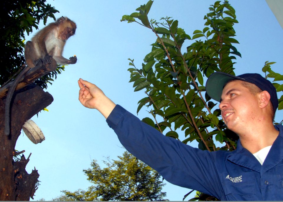 US Navy 071016-N-6710M-050 Seaman James J. Aguirre attempts to feed a monkey perched on a tree branch at Gordon Heights Elementary School while conducting a community relations project in the Republic of Philippines