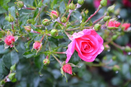 Garden nature color pink