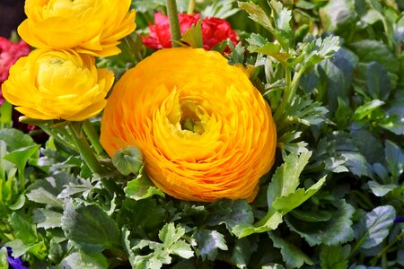 Spring flower petals schnittblume
